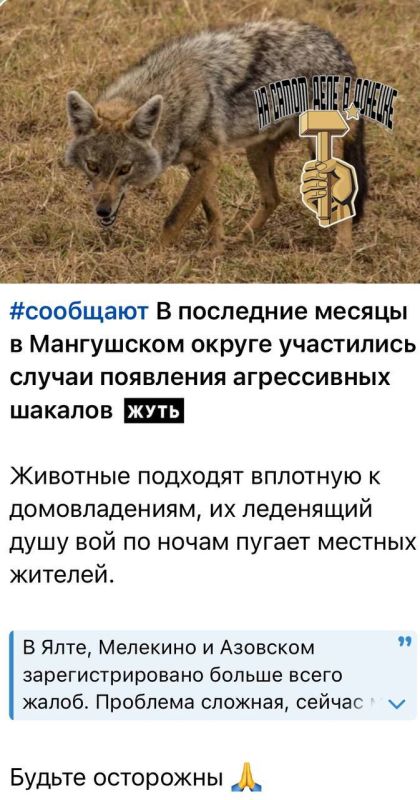 В приазовской Ялте и Мелекино в ДНР участились случаи нападения агрессивных шакалов!