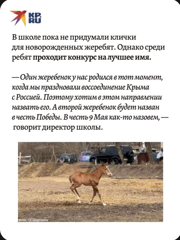 На конноспортивной базе детско-юношеской школы олимпийского резерва «Локомотив» в Макеевке произошло радостное событие — на свет появились два милых жеребенка, которые уже успели завоевать симпатии тренеров и воспитанников... На конноспортивной базе детско-юношеской школы олимпийского резерва «Локомотив» в Макеевке произошло радостное событие — на свет появились два милых жеребенка, которые уже успели завоевать симпатии тренеров и воспитанников...