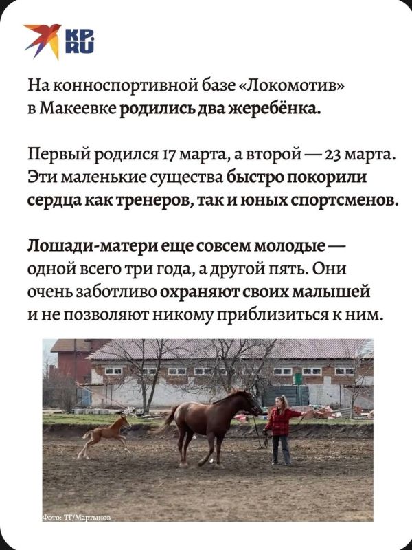 На конноспортивной базе детско-юношеской школы олимпийского резерва «Локомотив» в Макеевке произошло радостное событие — на свет появились два милых жеребенка, которые уже успели завоевать симпатии тренеров и воспитанников... На конноспортивной базе детско-юношеской школы олимпийского резерва «Локомотив» в Макеевке произошло радостное событие — на свет появились два милых жеребенка, которые уже успели завоевать симпатии тренеров и воспитанников...