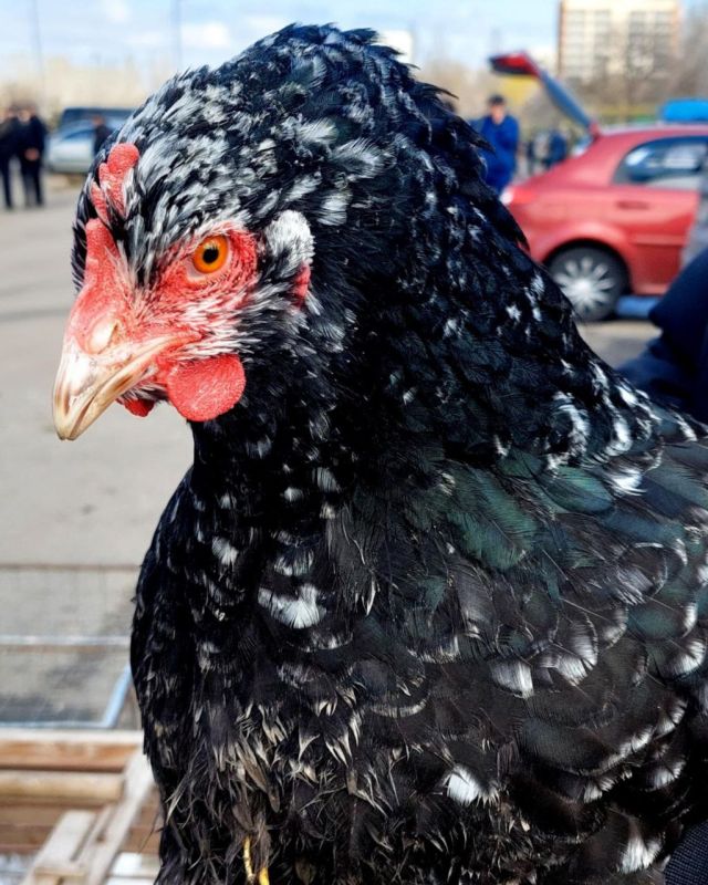 Ярмарка птиц и животных покорила сердца мариупольцев Ярмарка птиц и животных покорила сердца мариупольцев