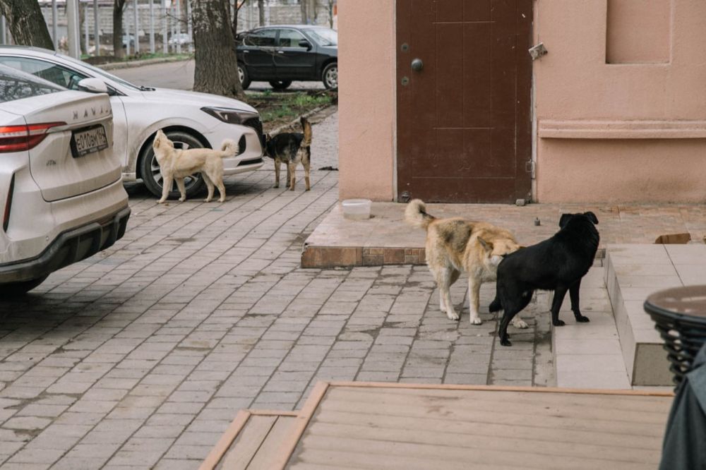 Олег Моргун: Приступили к отлову безнадзорных животных с признаками агрессивного поведения Олег Моргун: Приступили к отлову безнадзорных животных с признаками агрессивного поведения