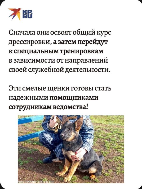 Три полугодовалых щенка породы немецкая овчарка были переданы в ДНР из Саратовской области Три полугодовалых щенка породы немецкая овчарка были переданы в ДНР из Саратовской области
