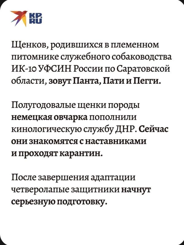 Три полугодовалых щенка породы немецкая овчарка были переданы в ДНР из Саратовской области Три полугодовалых щенка породы немецкая овчарка были переданы в ДНР из Саратовской области