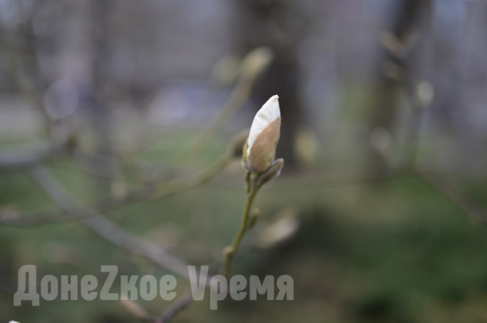 Звенел апрель капелью звонкой, цвели деревья и цветы: еще вчера была весна Звенел апрель капелью звонкой, цвели деревья и цветы: еще вчера была весна