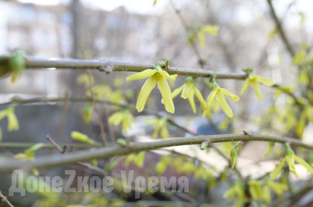 Звенел апрель капелью звонкой, цвели деревья и цветы: еще вчера была весна Звенел апрель капелью звонкой, цвели деревья и цветы: еще вчера была весна