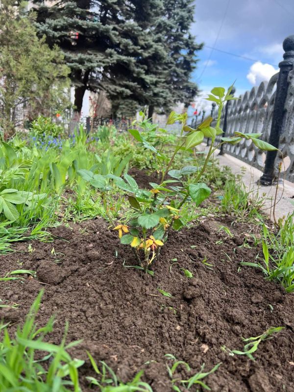 Виктория Жукова: В рамках партийного проекта Единой России "Городская среда" на территории городского округа Харцызск в городе Зугрэсе сегодня высадили кусты роз Виктория Жукова: В рамках партийного проекта Единой России "Городская среда" на территории городского округа Харцызск в городе Зугрэсе сегодня высадили кусты роз