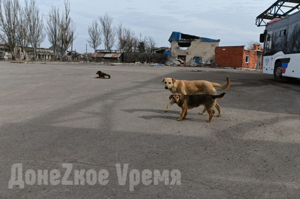 “Жители уставшие. Псы очень добродушные”: какой увидела АС “Трудовская” наш фотокорреспондент “Жители уставшие. Псы очень добродушные”: какой увидела АС “Трудовская” наш фотокорреспондент