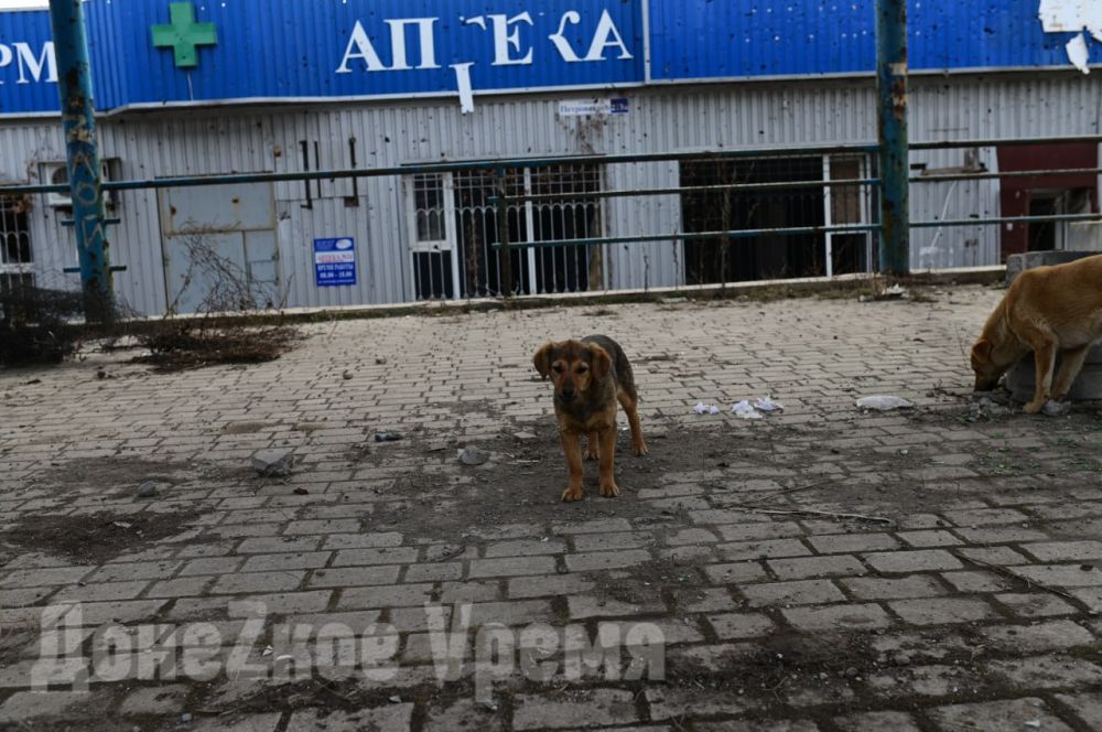 “Жители уставшие. Псы очень добродушные”: какой увидела АС “Трудовская” наш фотокорреспондент “Жители уставшие. Псы очень добродушные”: какой увидела АС “Трудовская” наш фотокорреспондент