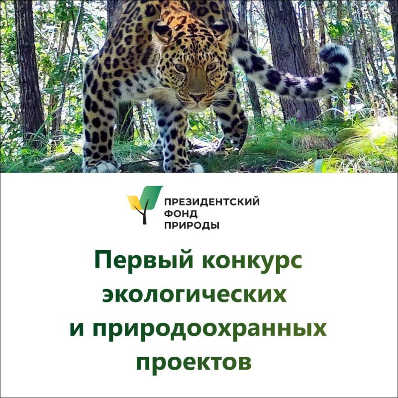Владимир Ежиков: Президентский фонд природы объявил конкурс на предоставление грантов Президента Российской Федерации на реализацию экологических и природоохранных проектов в 2025 году