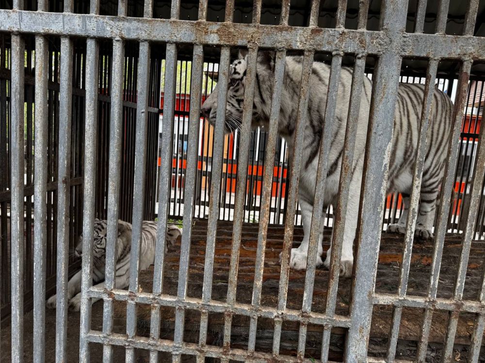 В Мариуполе редкий белый тигр загрыз сотрудника зоопарка В Мариуполе редкий белый тигр загрыз сотрудника зоопарка
