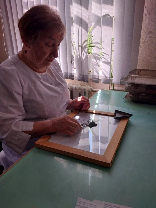В ДНР впервые посеют яровой рапс на площади 160 га В ДНР впервые посеют яровой рапс на площади 160 га