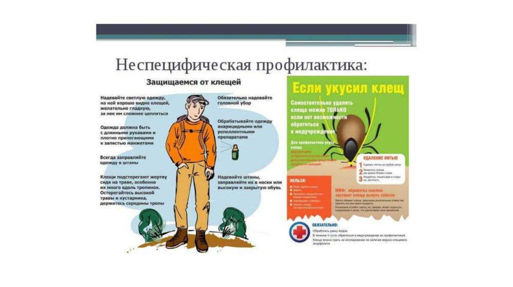 Памятка для населения по профилактике клещевого энцефалита и клещевого боррелиоза (болезни Лайма) Памятка для населения по профилактике клещевого энцефалита и клещевого боррелиоза (болезни Лайма)