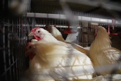 От жилищного строительства до развития агропрома: В ДНР поддержали 10 крупных инвестиционных проектов От жилищного строительства до развития агропрома: В ДНР поддержали 10 крупных инвестиционных проектов