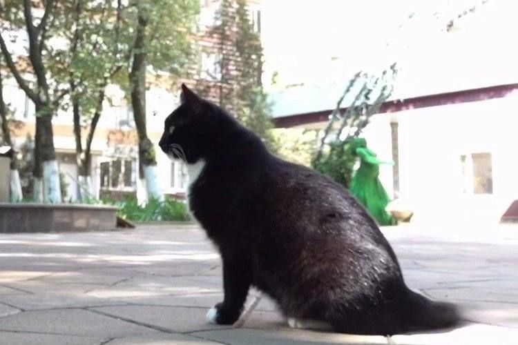 Белки, павлины и котики: в Донецке рядом с перинатальным центром раскинулся живописный парк Белки, павлины и котики: в Донецке рядом с перинатальным центром раскинулся живописный парк