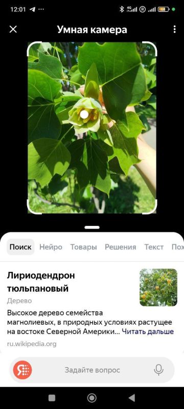 "Тюльпаны" на деревьях удивляют мариупольцев "Тюльпаны" на деревьях удивляют мариупольцев
