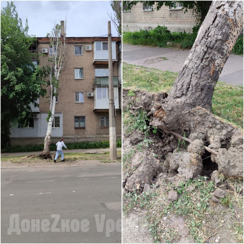 В Ленинском районе Донецка дерево упало на многоэтажку: всему виной ветер В Ленинском районе Донецка дерево упало на многоэтажку: всему виной ветер