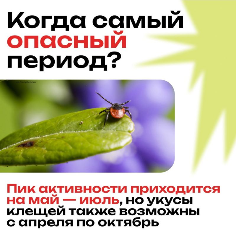 Клещи — это опасные паукообразные, которые могут переносить серьёзные заболевания Клещи — это опасные паукообразные, которые могут переносить серьёзные заболевания