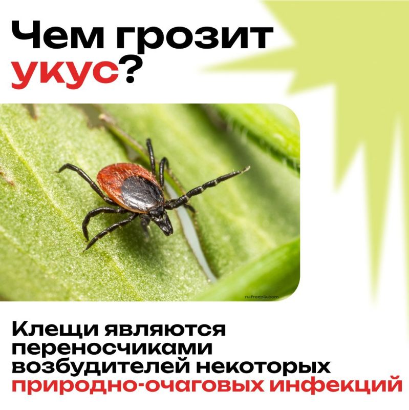 Клещи — это опасные паукообразные, которые могут переносить серьёзные заболевания Клещи — это опасные паукообразные, которые могут переносить серьёзные заболевания