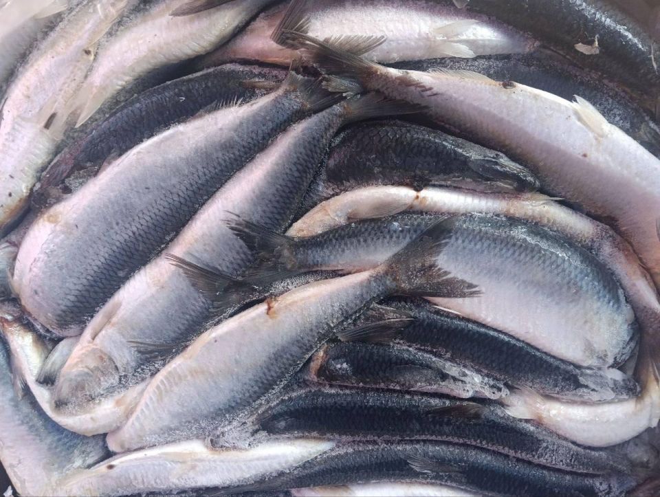 В Мариуполе прошла ярмарка с местными вкусностями В Мариуполе прошла ярмарка с местными вкусностями