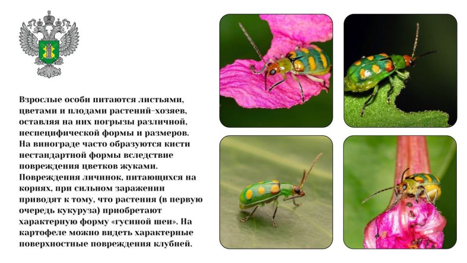 #карантинный_объект #карантинный_объект