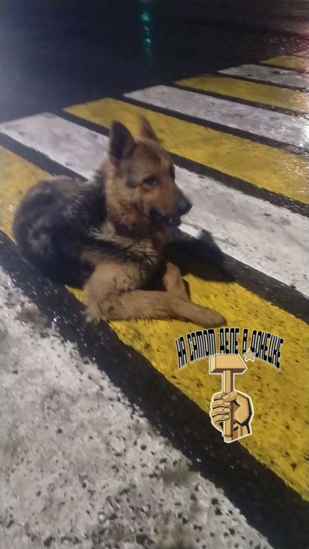 #нампишут. На Кругозоре по 130 Таганрогской дивизии в Мариуполе прямо на проезжей части сидит собака, похожа на немецкую овчарку, молодой #нампишут. На Кругозоре по 130 Таганрогской дивизии в Мариуполе прямо на проезжей части сидит собака, похожа на немецкую овчарку, молодой