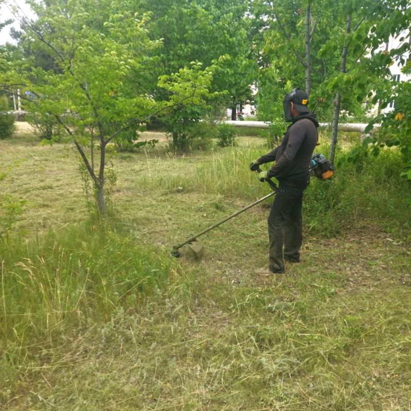 В Кировском продолжается работа по покосу и уборке карантинных трав В Кировском продолжается работа по покосу и уборке карантинных трав