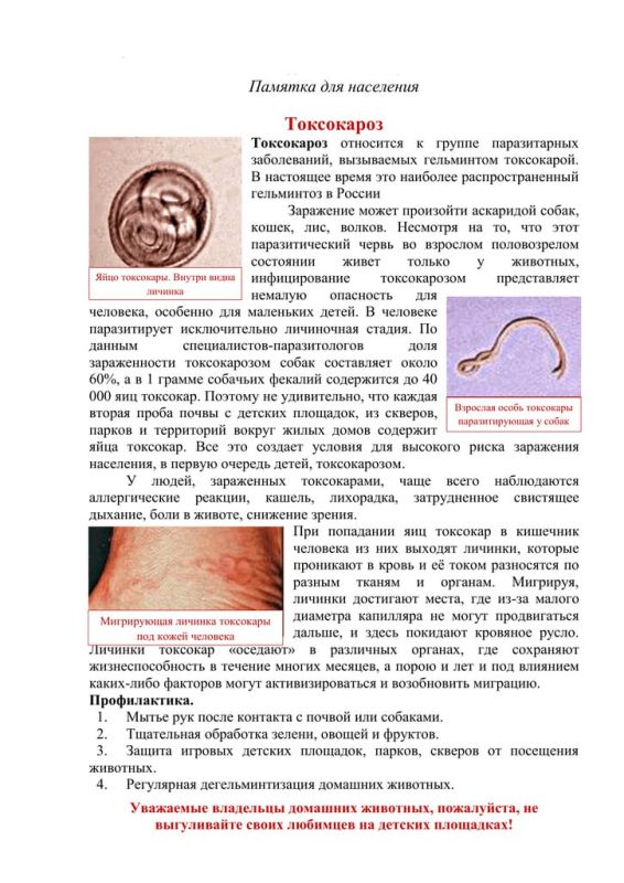 Профилактика токсокароза. Токсокароз — это паразитарное заболевание, вызываемое личинками круглого червя Toxocara canis и Toxocara cati, обитающими в организме собак и кошек Профилактика токсокароза. Токсокароз — это паразитарное заболевание, вызываемое личинками круглого червя Toxocara canis и Toxocara cati, обитающими в организме собак и кошек