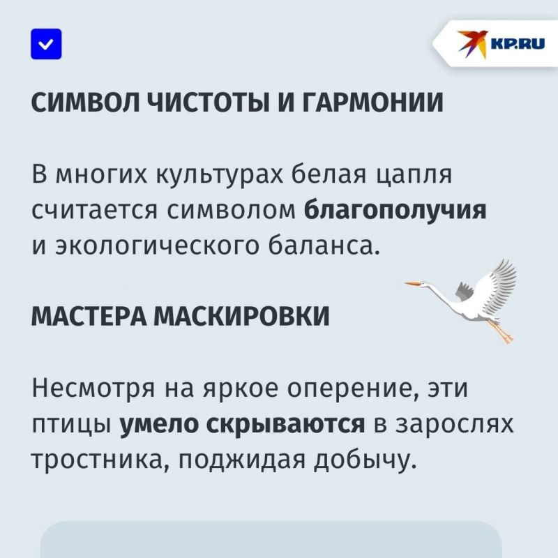 «Их появление — хороший признак»: Левобережный пляж Мариуполя облюбовали белые цапли «Их появление — хороший признак»: Левобережный пляж Мариуполя облюбовали белые цапли
