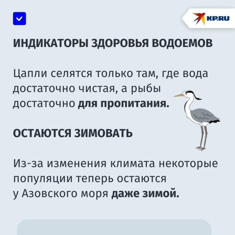 «Их появление — хороший признак»: Левобережный пляж Мариуполя облюбовали белые цапли «Их появление — хороший признак»: Левобережный пляж Мариуполя облюбовали белые цапли
