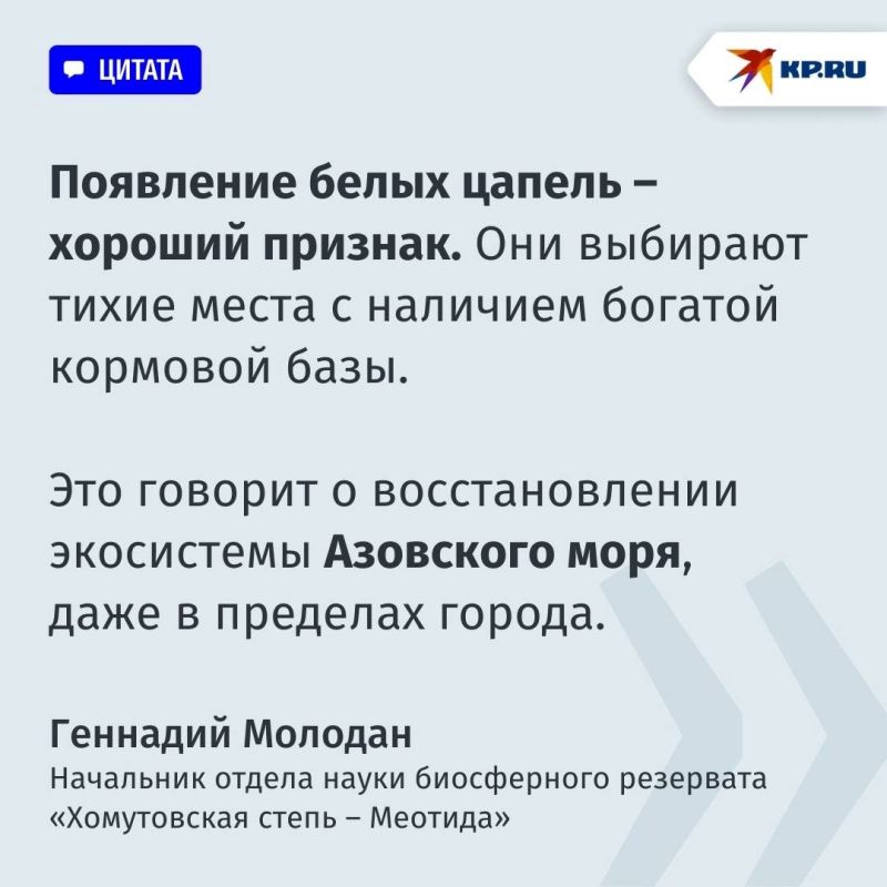 «Их появление — хороший признак»: Левобережный пляж Мариуполя облюбовали белые цапли «Их появление — хороший признак»: Левобережный пляж Мариуполя облюбовали белые цапли