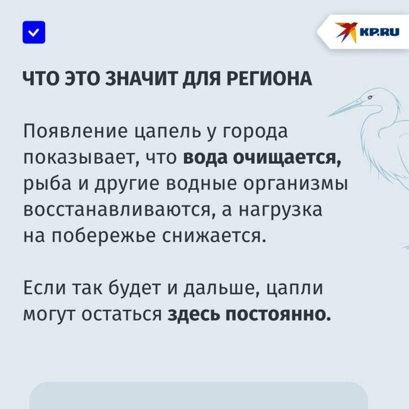 «Их появление — хороший признак»: Левобережный пляж Мариуполя облюбовали белые цапли «Их появление — хороший признак»: Левобережный пляж Мариуполя облюбовали белые цапли