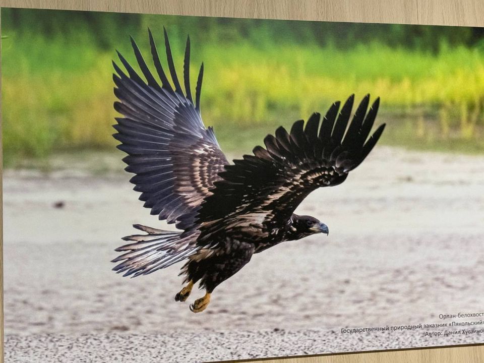 В Волновахе открылась фотовыставка «Заповедный Ямал», представляющая красоту арктической природы В Волновахе открылась фотовыставка «Заповедный Ямал», представляющая красоту арктической природы
