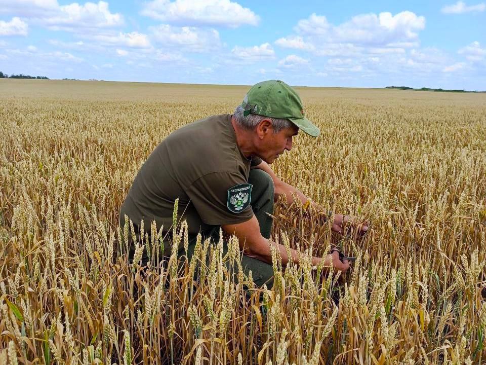 По состоянию на 26 июня специалистами Управления Россельхознадзора по Донецкой Народной Республике и Луганской Народной Республике в рамках проведения карантинного фитосанитарного мониторинга на территории Донецкой Народной... По состоянию на 26 июня специалистами Управления Россельхознадзора по Донецкой Народной Республике и Луганской Народной Республике в рамках проведения карантинного фитосанитарного мониторинга на территории Донецкой Народной...