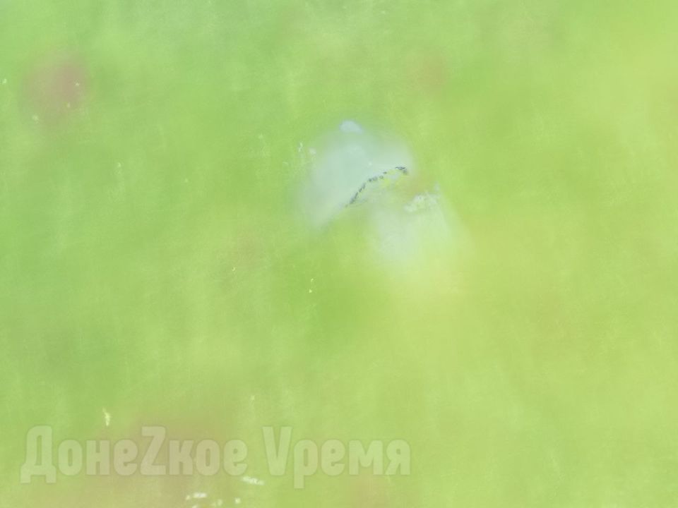 Незваные гости уже на месте: медузы в Азовском море появились в июне Незваные гости уже на месте: медузы в Азовском море появились в июне