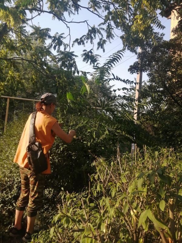 Коммунальщики Снежного продолжают благоустраивать территории общего пользования Коммунальщики Снежного продолжают благоустраивать территории общего пользования