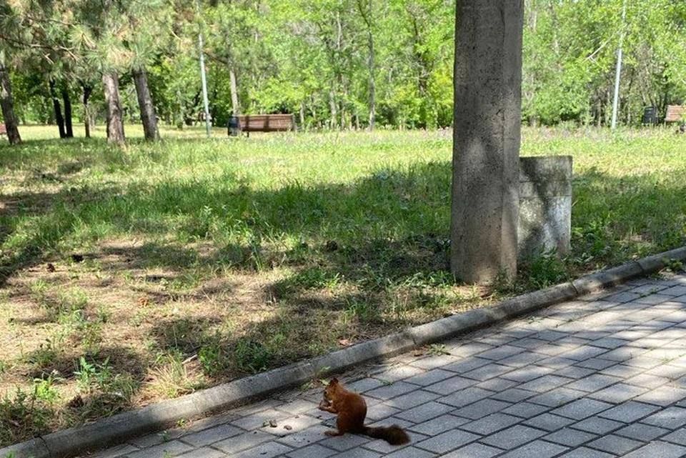 «Спасаемся от жары и наслаждаемся природой»: Как с пользой отдохнуть в парке Ленинского Комсомола в Донецке «Спасаемся от жары и наслаждаемся природой»: Как с пользой отдохнуть в парке Ленинского Комсомола в Донецке