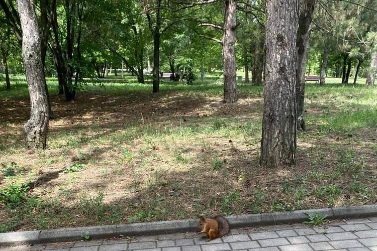 «Спасаемся от жары и наслаждаемся природой»: Как с пользой отдохнуть в парке Ленинского Комсомола в Донецке «Спасаемся от жары и наслаждаемся природой»: Как с пользой отдохнуть в парке Ленинского Комсомола в Донецке