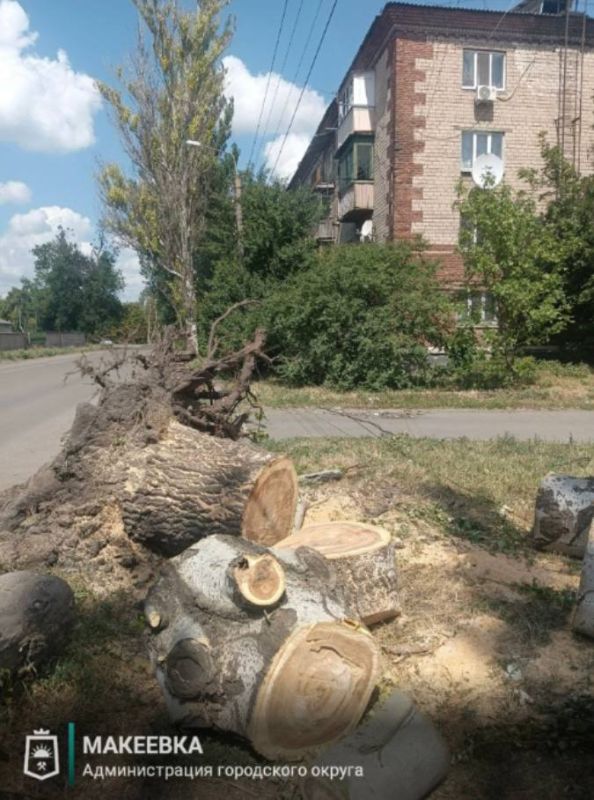В Макеевке коммунальные службы продолжают устранять аварийные деревья В Макеевке коммунальные службы продолжают устранять аварийные деревья