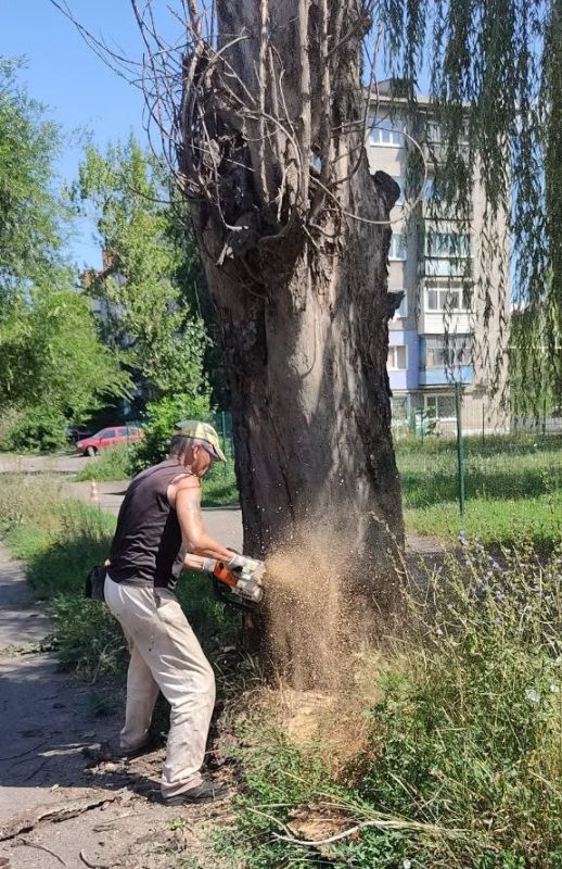 В Снежном проводится спил аварийных деревьев В Снежном проводится спил аварийных деревьев