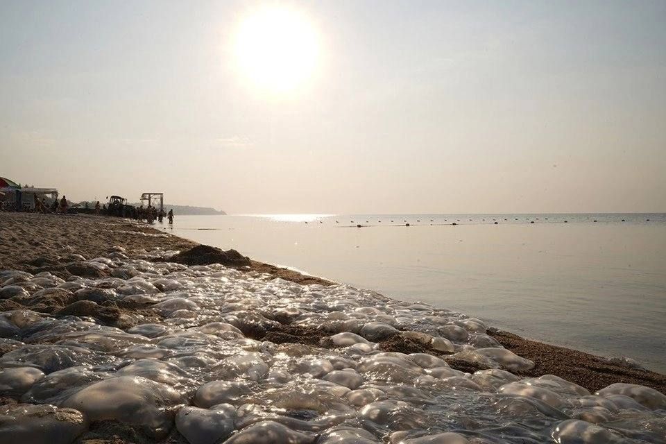Медуз в Азовском море «прогонят» мальки: рассказываем о том, как очистить море от «морских ос» Медуз в Азовском море «прогонят» мальки: рассказываем о том, как очистить море от «морских ос»