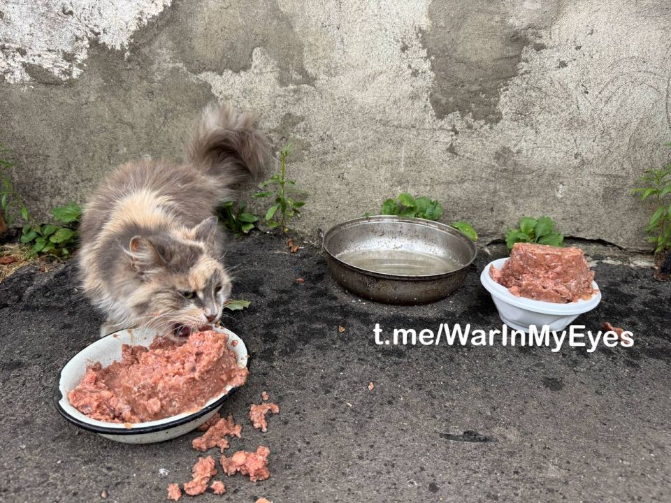 Котики и собачки освобожденного Курахово Котики и собачки освобожденного Курахово