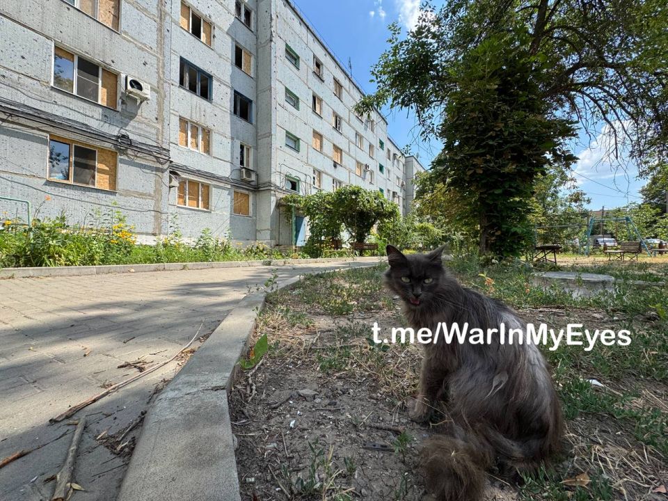 Котики и собачки освобожденного Курахово Котики и собачки освобожденного Курахово