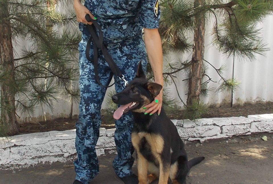В учреждения ГУФСИН России по ДНР передали щенков из Республики Татарстан В учреждения ГУФСИН России по ДНР передали щенков из Республики Татарстан