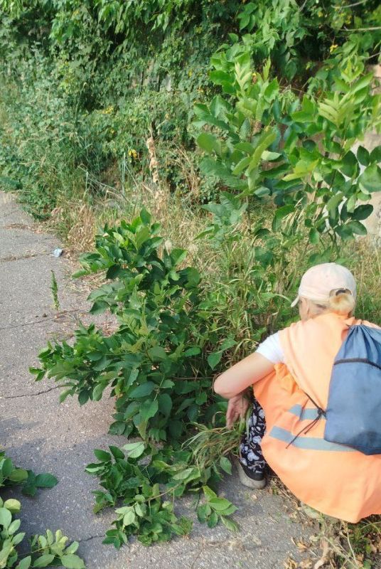 Коммунальщики Снежного продолжают благоустраивать территории общего пользования Коммунальщики Снежного продолжают благоустраивать территории общего пользования