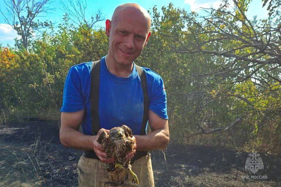 Во время тушения пожара в Новоазовском районе сотрудники МЧС спасли ястреба и черепаху Во время тушения пожара в Новоазовском районе сотрудники МЧС спасли ястреба и черепаху