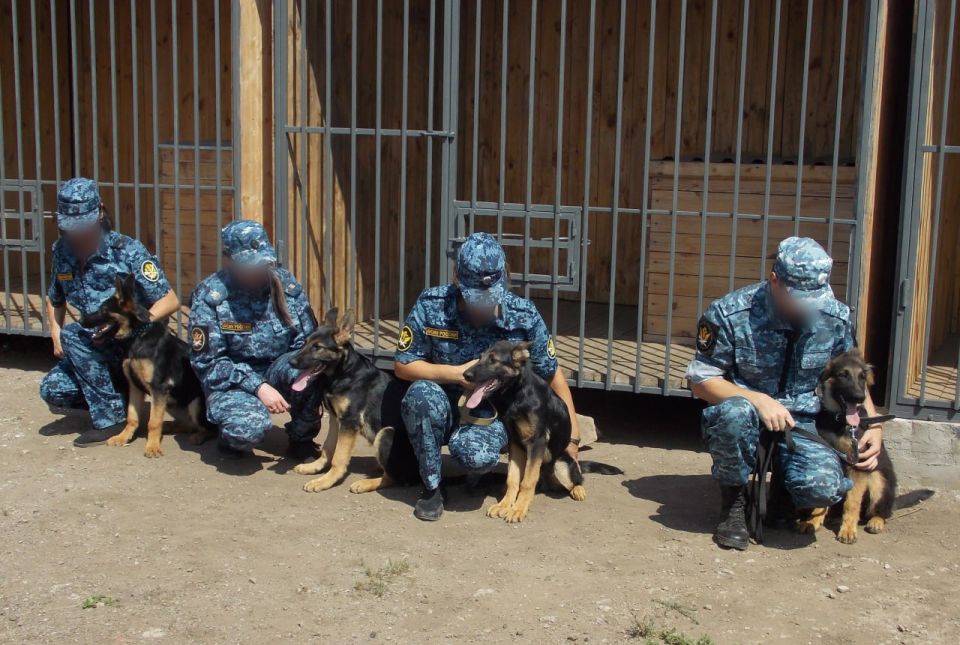 Хвостатый патруль: в исправительные учреждения ДНР передали щенков немецкой овчарки Хвостатый патруль: в исправительные учреждения ДНР передали щенков немецкой овчарки