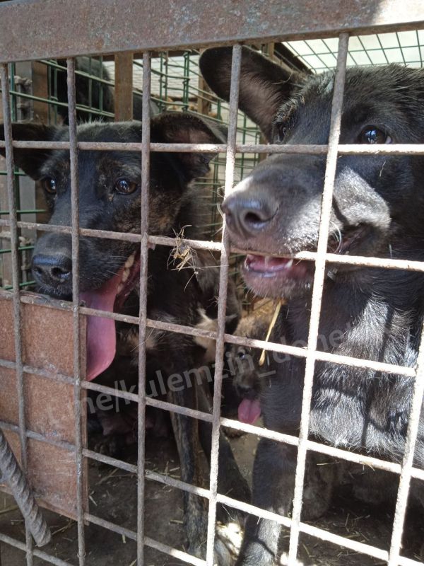 Алексей Кулемзин: По информации Государственного предприятия «Донецкие городские электрические сети», в Пролетарском районе произошло аварийное отключение 9 трансформаторных подстанций Алексей Кулемзин: По информации Государственного предприятия «Донецкие городские электрические сети», в Пролетарском районе произошло аварийное отключение 9 трансформаторных подстанций