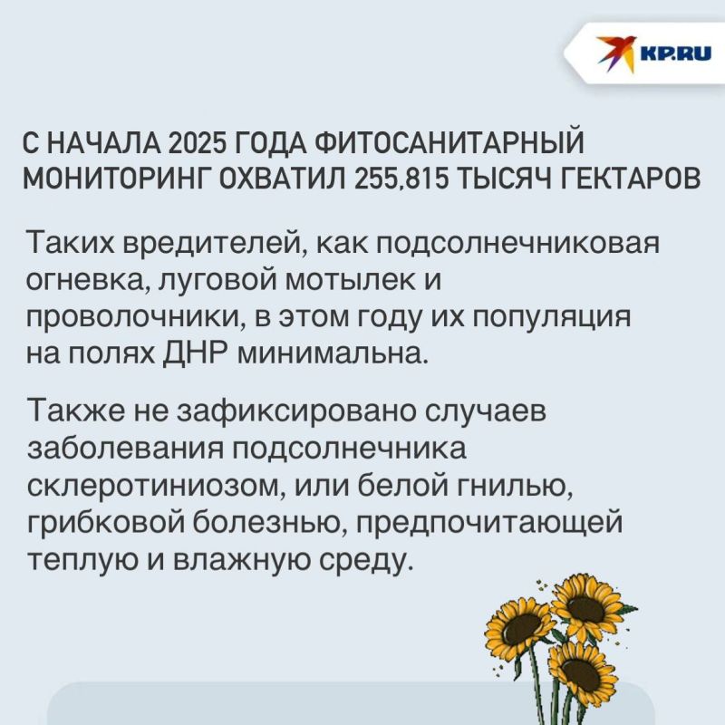 В ДНР болезни и вредители не угрожают подсолнечнику и кукурузе В ДНР болезни и вредители не угрожают подсолнечнику и кукурузе