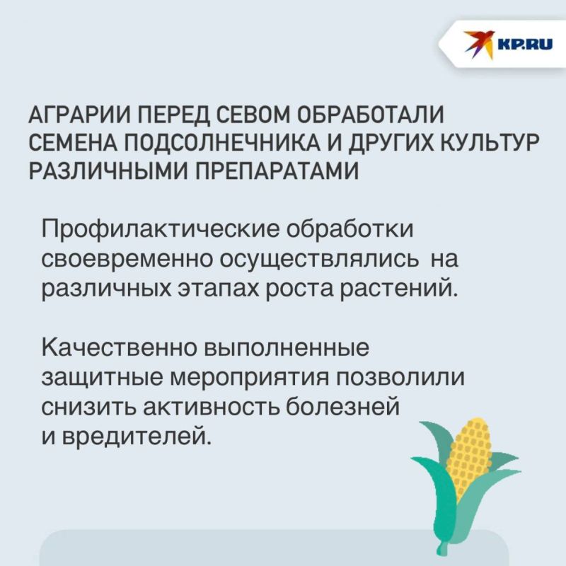 В ДНР болезни и вредители не угрожают подсолнечнику и кукурузе В ДНР болезни и вредители не угрожают подсолнечнику и кукурузе
