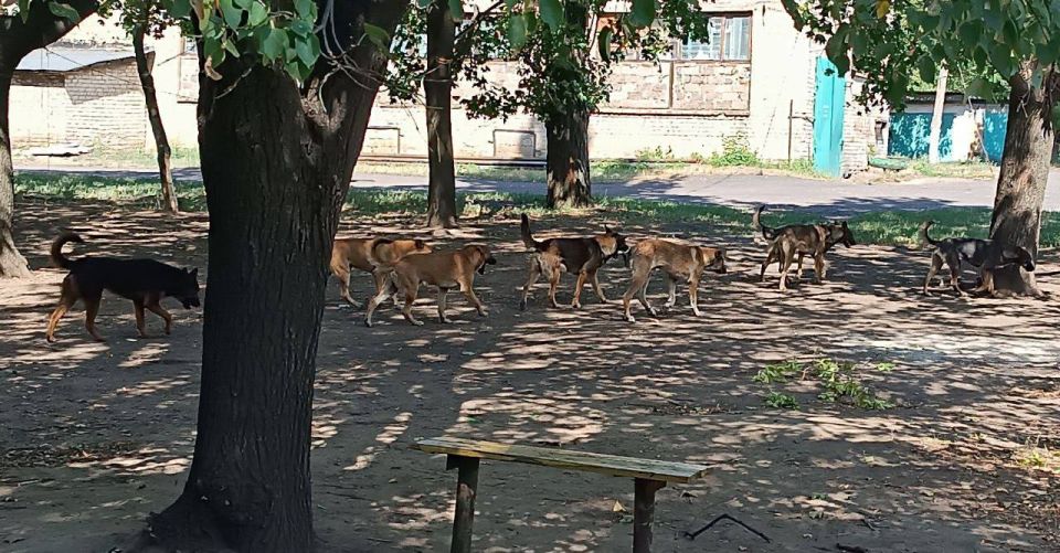 По поручению Главы ДНР Дениса Пушилина провела сход граждан совместно с представителями Управы Горняцкого района г.Макеевка По поручению Главы ДНР Дениса Пушилина провела сход граждан совместно с представителями Управы Горняцкого района г.Макеевка